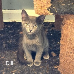 Thumbnail photo of Sova Kittens:  Dill #4