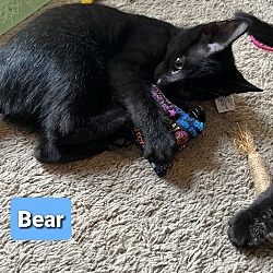 Thumbnail photo of Bear #2