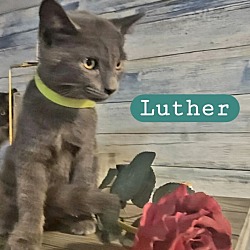 Thumbnail photo of Luther - Umbrella Academy Litter #1