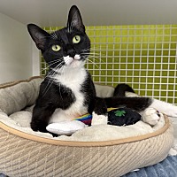 adopt a pet