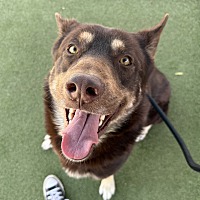 adopt a pet