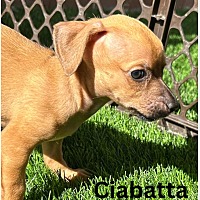 adopt a pet