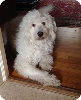 great pyrenees and standard poodle mix