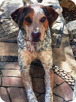 blue tick hound catahoula mix