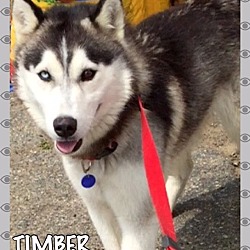 Thumbnail photo of TIMBER #1