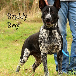 Thumbnail photo of Buddy Boy~new pics~ meet me! #4