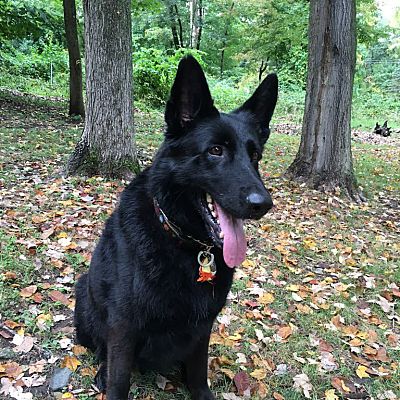 Brookfield, CT - German Shepherd Dog. Meet Lena a Pet for Adoption ...