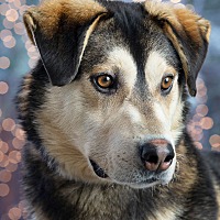 Friends of Pets in Anchorage, Alaska