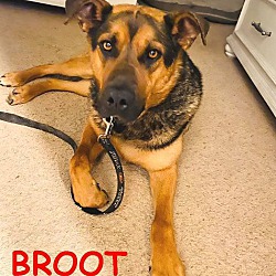 Thumbnail photo of Broot #1