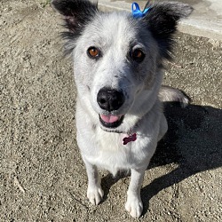 Bowe S Animal Rescue Palo Alto In Palo Alto California