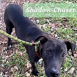 Thumbnail photo of Shadow-Chaser #4