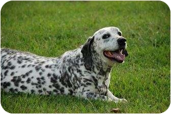 dalmatian blue tick hound mix