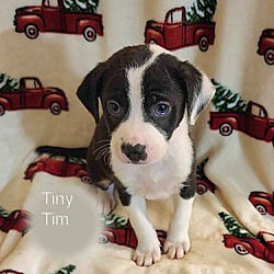 Photo of Tiny Tim(I am already fixed