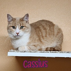 Thumbnail photo of Cassius #4