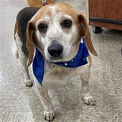 Photo of Baby Beagle: Not at the shelter