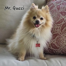 Thumbnail photo of Gucci #4