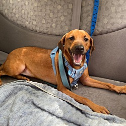 Rogation Ridgeback New York, NY - Rhodesian Ridgeback. Meet JULIAN a Pet for Adoption ...