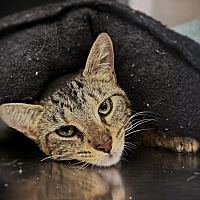 adopt-pet