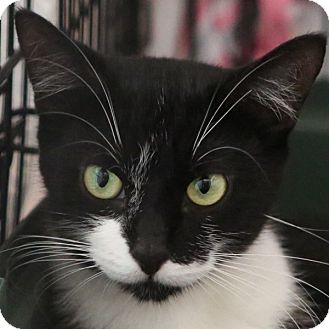 Toronto On Domestic Shorthair Meet River A Pet For Adoption