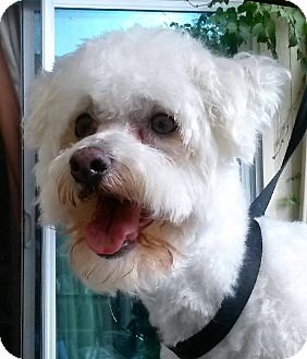 Dallas Tx Bichon Frise Meet Griffin A Pet For Adoption