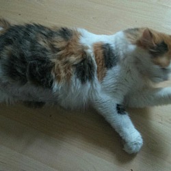Cat A Match Rescue In Chapman Mills Ottawa Ontario