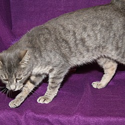 Thumbnail photo of Amy (Spayed & Combo Tested) #4