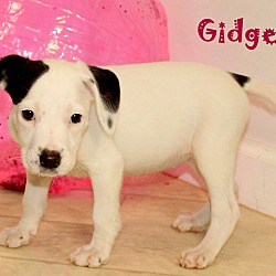 Thumbnail photo of Gidget~adopted! #3