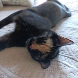 Photo of Stella - Wonderful lap sitting kitty!