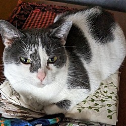 Photo of Jewels (happy cat looking for a happy family)