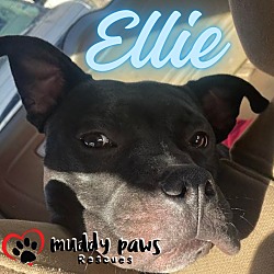 Thumbnail photo of Ellie (Courtesy Post) #4