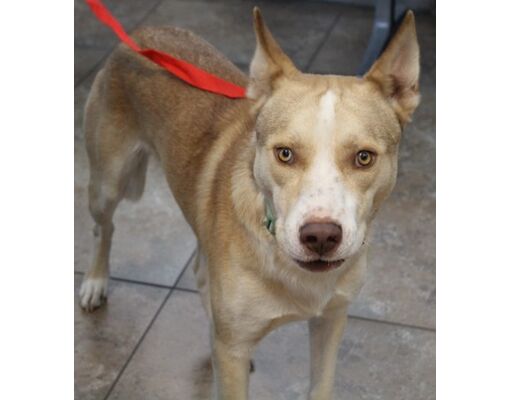 Wichita Falls, TX - Husky/Mixed Breed (Medium). Meet 7/26 Scooby a Pet ...