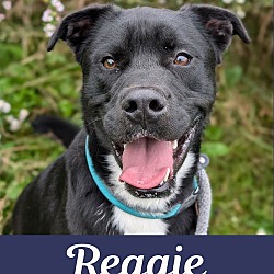 Thumbnail photo of Pound Dog-Reggie 179373 #4