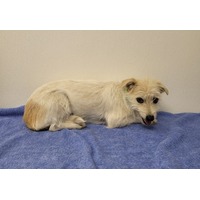 adopt-pet