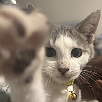 adopt a pet