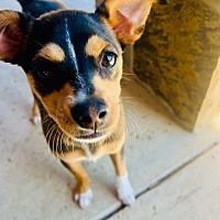 adopt a pet