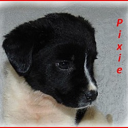 Thumbnail photo of Pixie-Adoption Pending #1