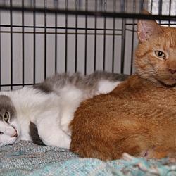 Thumbnail photo of Frizzie & Bobby (Bonded Pair) #3