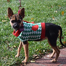 Available Pets At Almost Home Dog Rescue In Ellicott City Maryland Available Pets At Almost Home Dog Rescue In Ellicott City Maryland