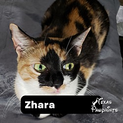 Thumbnail photo of Zhara #1