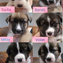 Thumbnail photo of 10 BEAUTIFUL PUPPIES #1