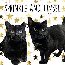 Thumbnail photo of Sprinkle & Tinsel #1