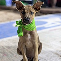 adopt a pet