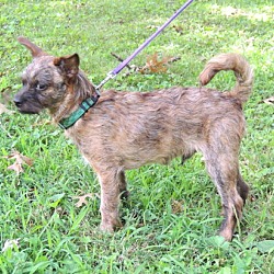 Thumbnail photo of PUPPY CURIOUS COCO #1