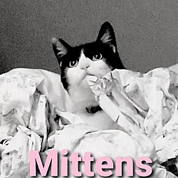 Thumbnail photo of Mittens #4