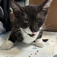 adopt a pet
