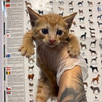 adopt a pet