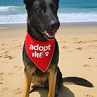 adopt a pet