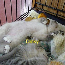 Thumbnail photo of Dinky #1