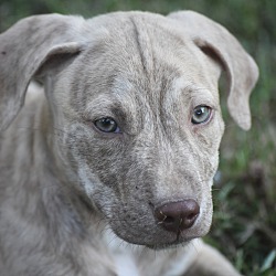 Thumbnail photo of Clipper~adopted! #3