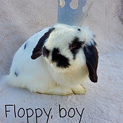 Photo of Floppy